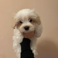 Cucciolo Maltese Maschio