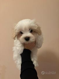 Cucciolo Maltese Maschio