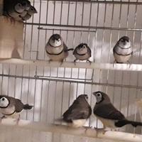 Diamanti di Bichenow