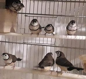 Diamanti di Bichenow