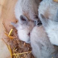 Coniglietti testa di leone