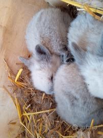 Coniglietti testa di leone