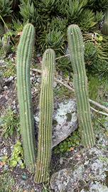 Piante grasse Tricocereus colonnare