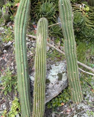 Piante grasse Tricocereus colonnare
