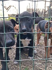 Regaliamo cuccioli di american put bull terrier