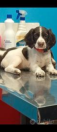 cane springer