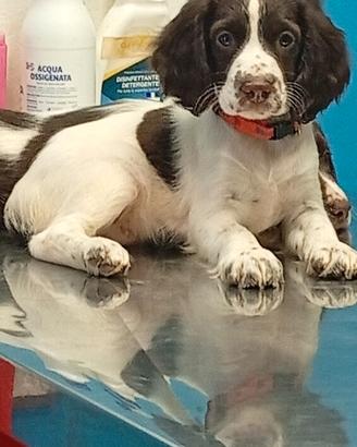 cane springer