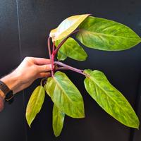 philodendron painted lady