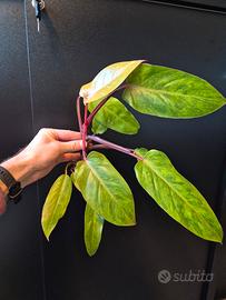 philodendron painted lady