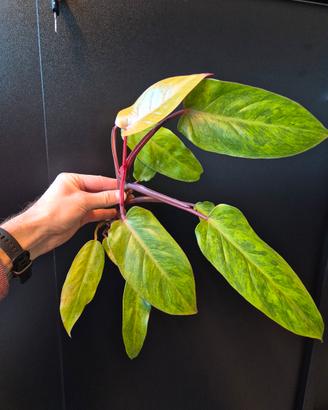 philodendron painted lady