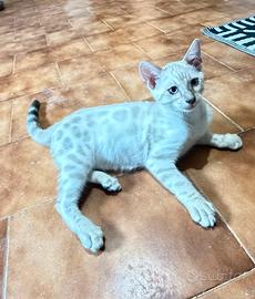 Gatto bengala
