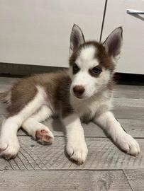 Cucciola di 2 mesi di Siberian Husky 
