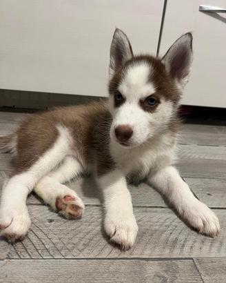 Cucciola di 2 mesi di Siberian Husky 
