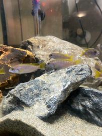 Ciclidi Africani Acei Liwala