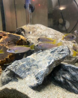 Ciclidi Africani Acei Liwala