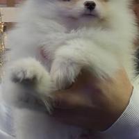 Spitz di Pomerania toy