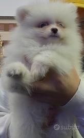 Spitz di Pomerania toy