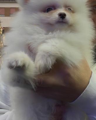 Spitz di Pomerania toy