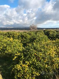 Terreno limoneto