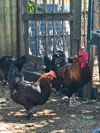 Galline marans