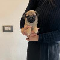 Carlino cucciolo beige subito disponibile