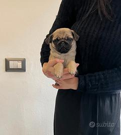 Carlino cucciolo beige subito disponibile