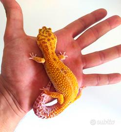Geco leopardino e terrario