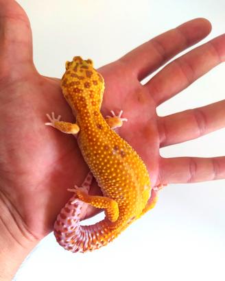 Geco leopardino e terrario