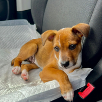 Dono cucciola di cane di quasi 3 mesi razza miti