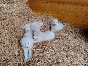 Cuccioli di maremmano