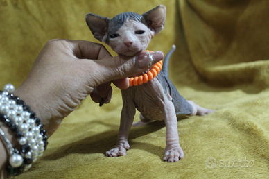 Femmina sphynx DBE program leggere il annuncio