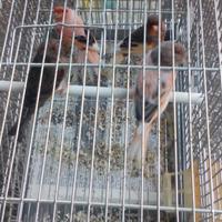 Canarini arlecchino portoghese