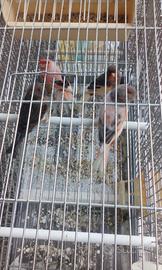 Canarini arlecchino portoghese