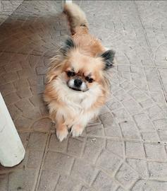 Chihuahua con pedigree