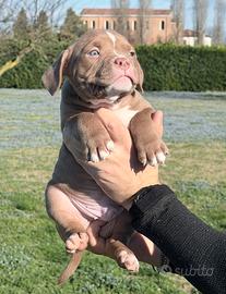 American Bully