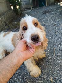 Cocker maschio