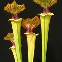 pianta carnivora sarracenia brook's hybrid