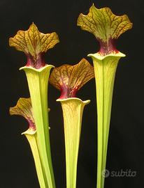 pianta carnivora sarracenia brook's hybrid