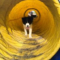 Cuccioli di border collie