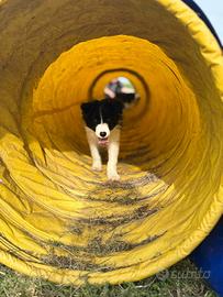 Cuccioli di border collie