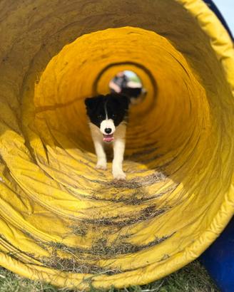 Cuccioli di border collie