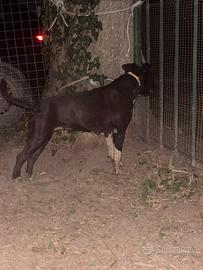 Amstaff