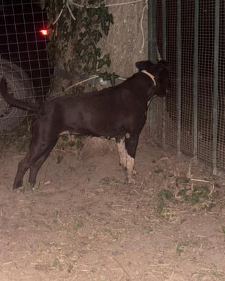 Amstaff