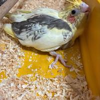 Calopsiti allevati a mano