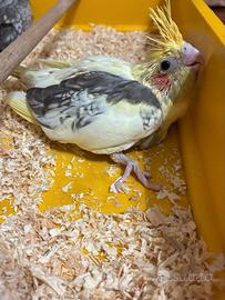 Calopsiti allevati a mano