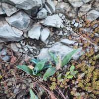 Agave