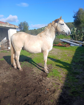 Castrone 12 anni