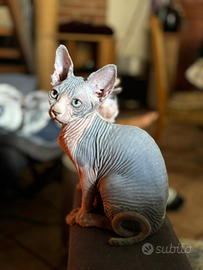 Cucciolo di Sphynx