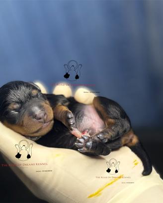 Pinscher nano zwergpinscher