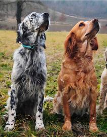 Setter Inglese cuccioli 2 maschi disponibili